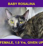 BABY ROSALINA